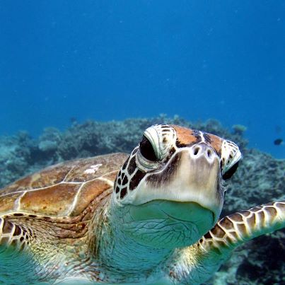 <p>ウミガメ遭遇率が高いことでも知られるグリーン島。シュノーケリングで人気者のウミガメにも会えるかも⁉</p>
