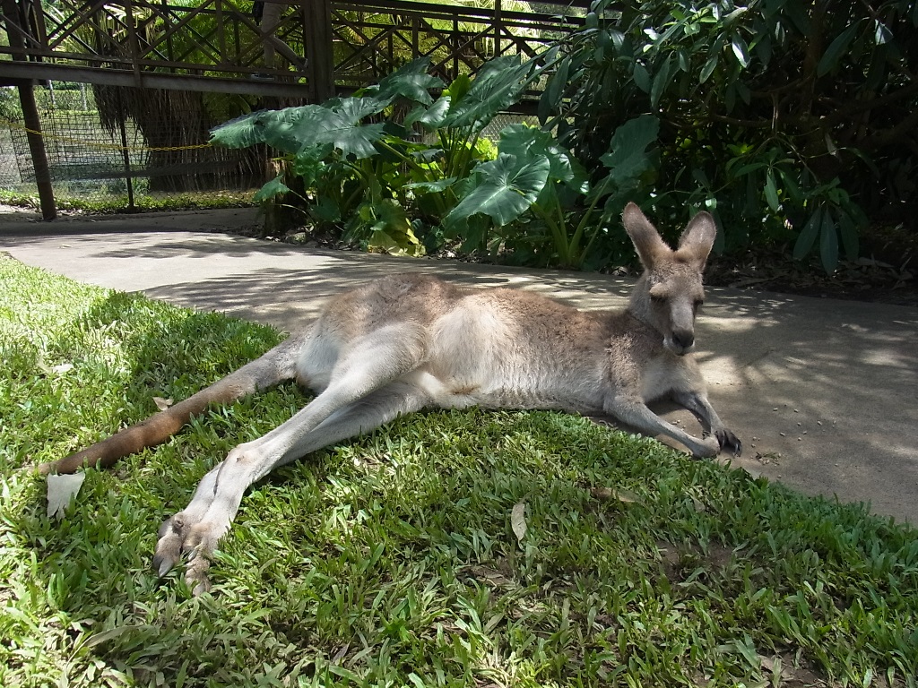 <p>隣接されているワイルドライフパーク(動物園)でカンガルーやワラビー、コアラにも会えちゃいます。また、ケアンズではここだけ!!タスマニアンデビルにも会うことができます。</p>
