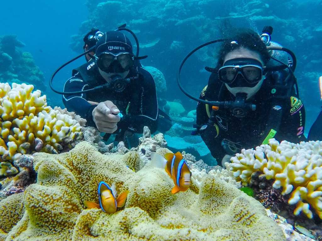 <p>GBRの固有種、バリアリーフアネモネフィッシュ。固有種が多いのもGBRの特徴。そんな生物を逃さず教えてくるのが、海の知識が豊富なインストラクターたち。その日の海況や透明度に合わせてガイディングも変えるというプロフェッショナルさ。</p>
