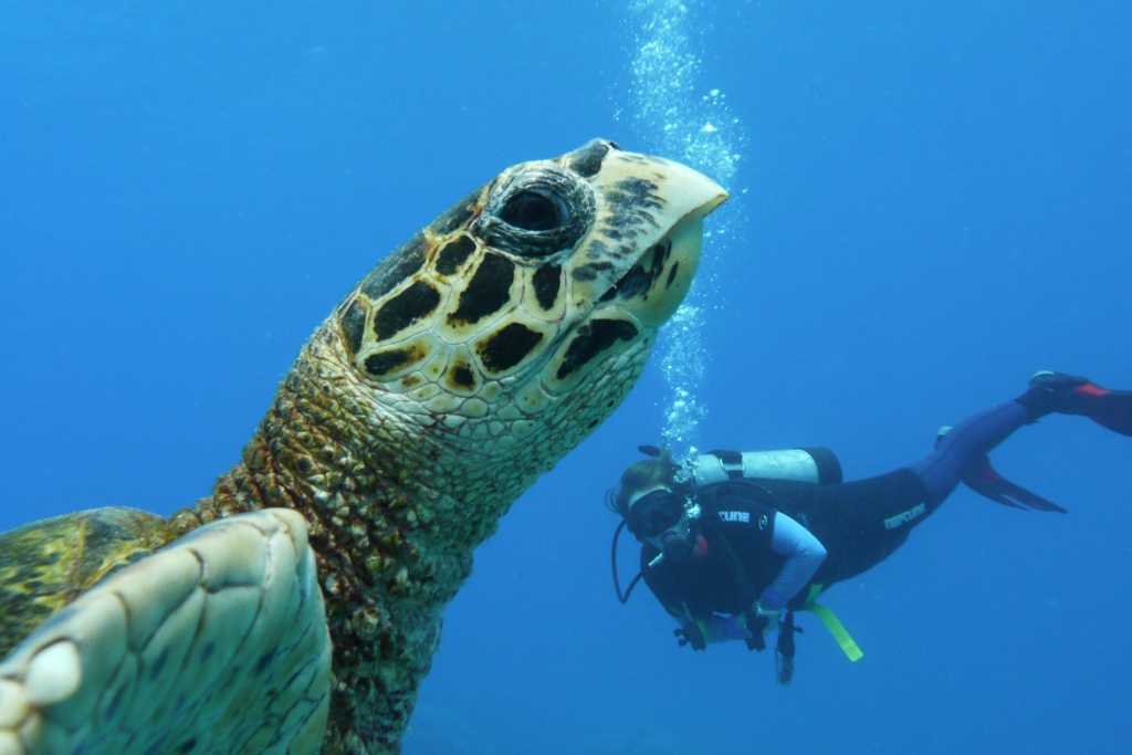 <p>こちらもグリーン島、アウターリーフどちらでも体験可能なダイビング。認定ダイバーはもちろん、Cカードを持っていない人でもチャレンジできる体験ダイビングも有り。インストラクターが一緒に潜ってくれるから安心。</p>
