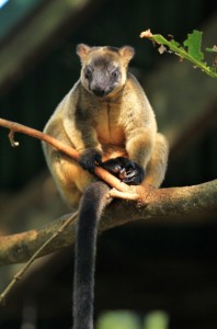 <p>またQLD州でも最多のカンガルー類(10種類)が飼育されており、中でもラムホルツ・キノボリカンガルーは滅多に見ることができない珍獣です。</p>
