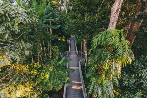 MAMU TROPICAL SKY WALK