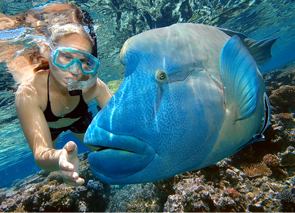 Reef Magic Cruises