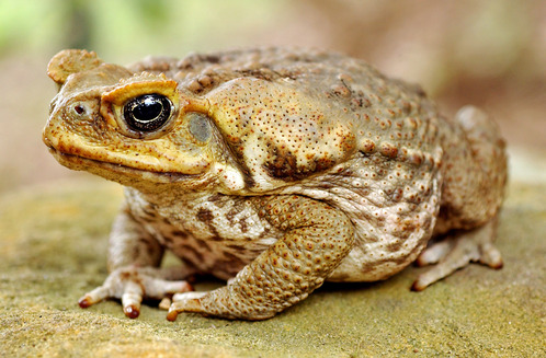 A cane toad sits still on a rock at Taronga Zoo in Sydney on March 8, 2002. Battling the cane toad has become an obsession for hundreds of Australians waging personal wars against the imported pest which kills thousands of native frogs, snakes, lizards and birds every year as well as domestic pets. NO RIGHTS CLEARANCES OR PERMISSIONS ARE REQUIRED FOR THIS IMAGE  REUTERS/Tim Wimborne TO ACCOMPANY FEATURE STORY AUSTRALIA-TOADS TBW/JD - RTR2WPT