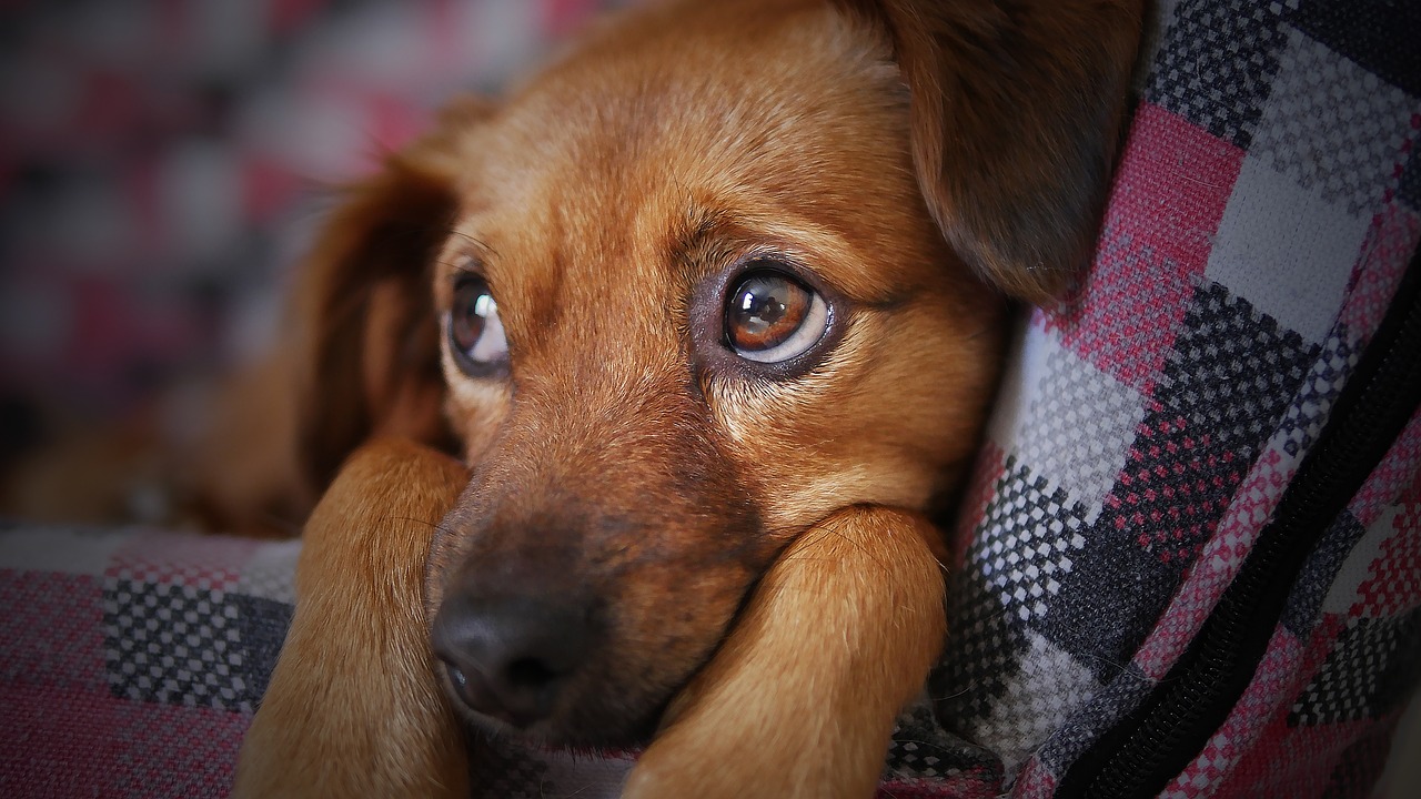 犬猫の外耳炎について