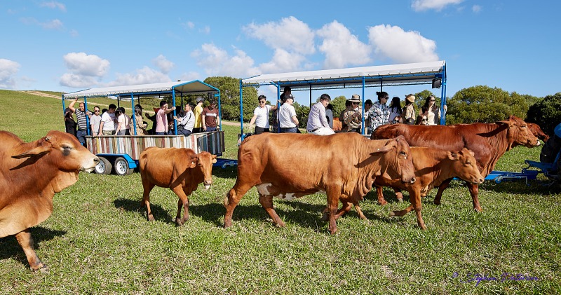 KUW-COW FARM BARNWELL