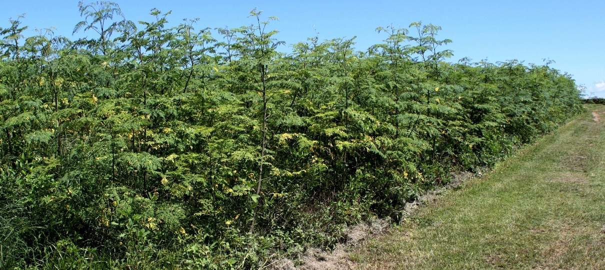 Moringa Farm Australia