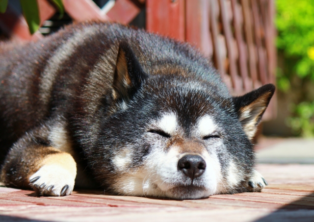 【誌面コラム】ペットー老犬老猫の関節炎に気付いてあげよう