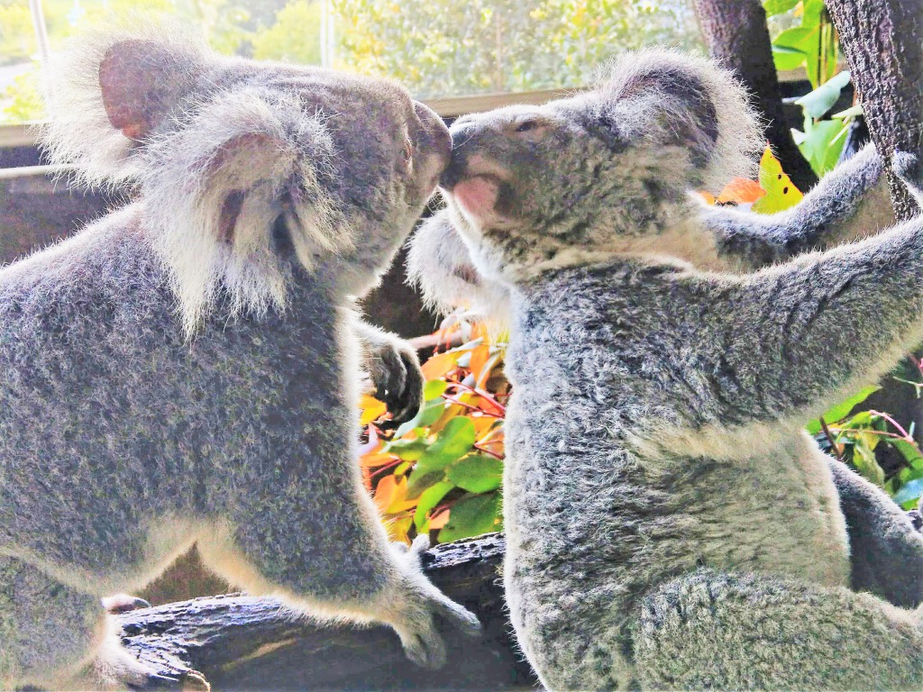 愛らしいコアラを抱っこできるCairns Zoom & Wildlife Dome